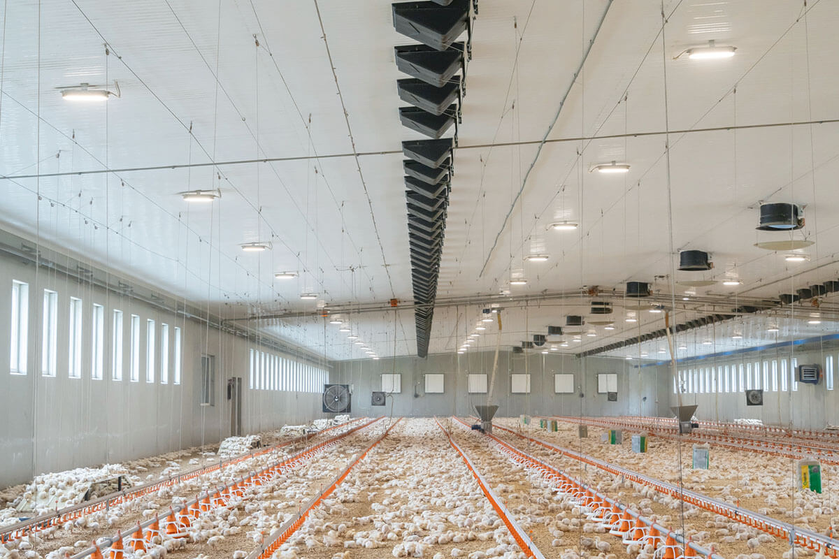 Interior de una nave avícola moderna con ventiladores, iluminación LED y líneas de alimentación automáticas