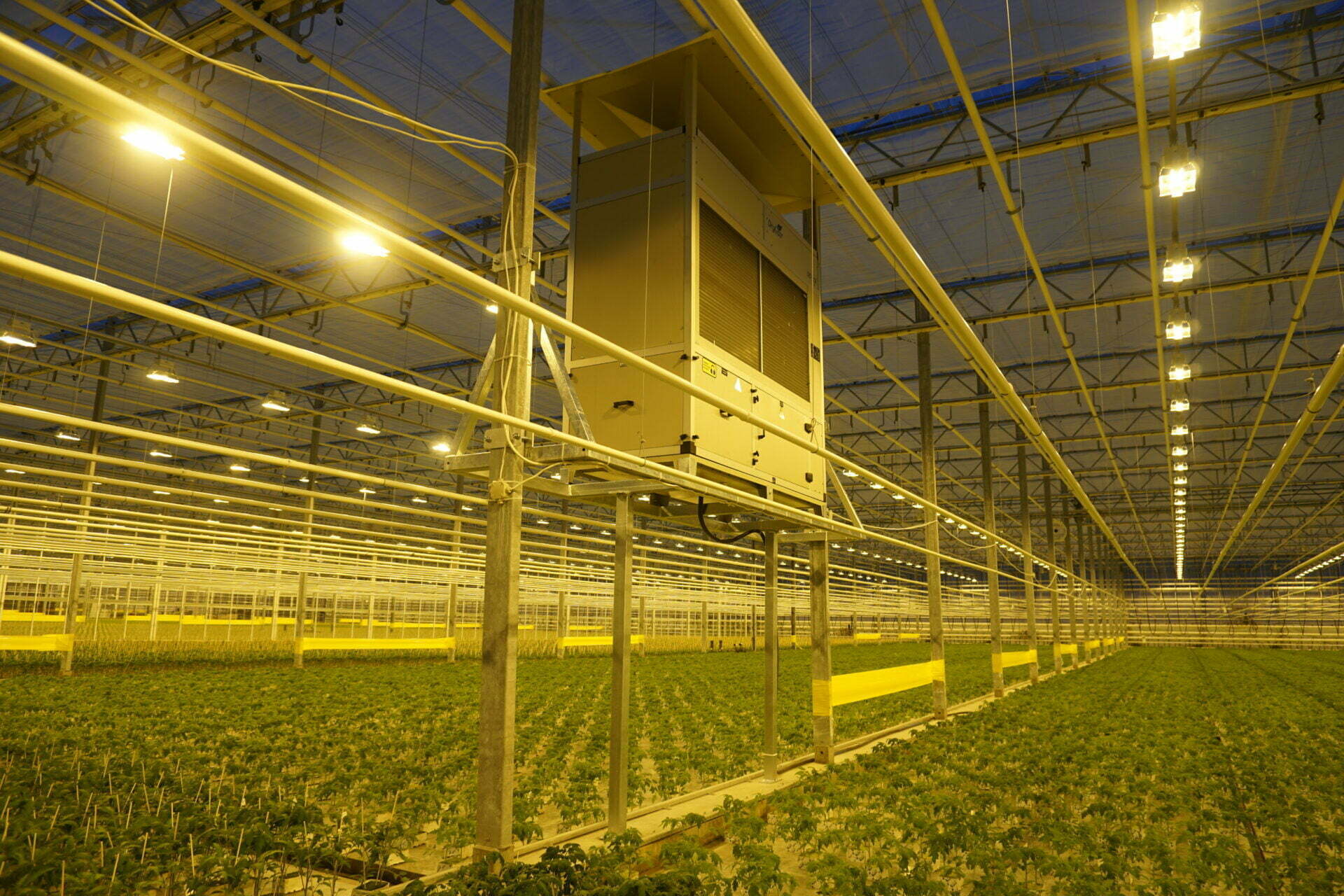 Interior de invernadero de cultivo con iluminación LED cenital y equipo de control climático